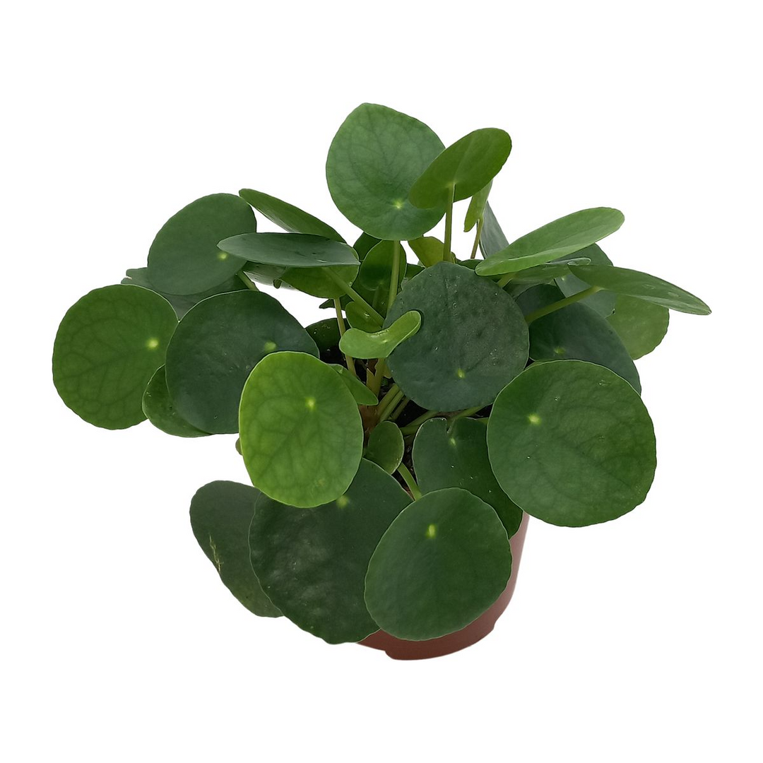 Pannenkoekplant