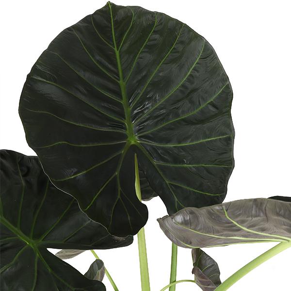 Alocasia Regal Shield