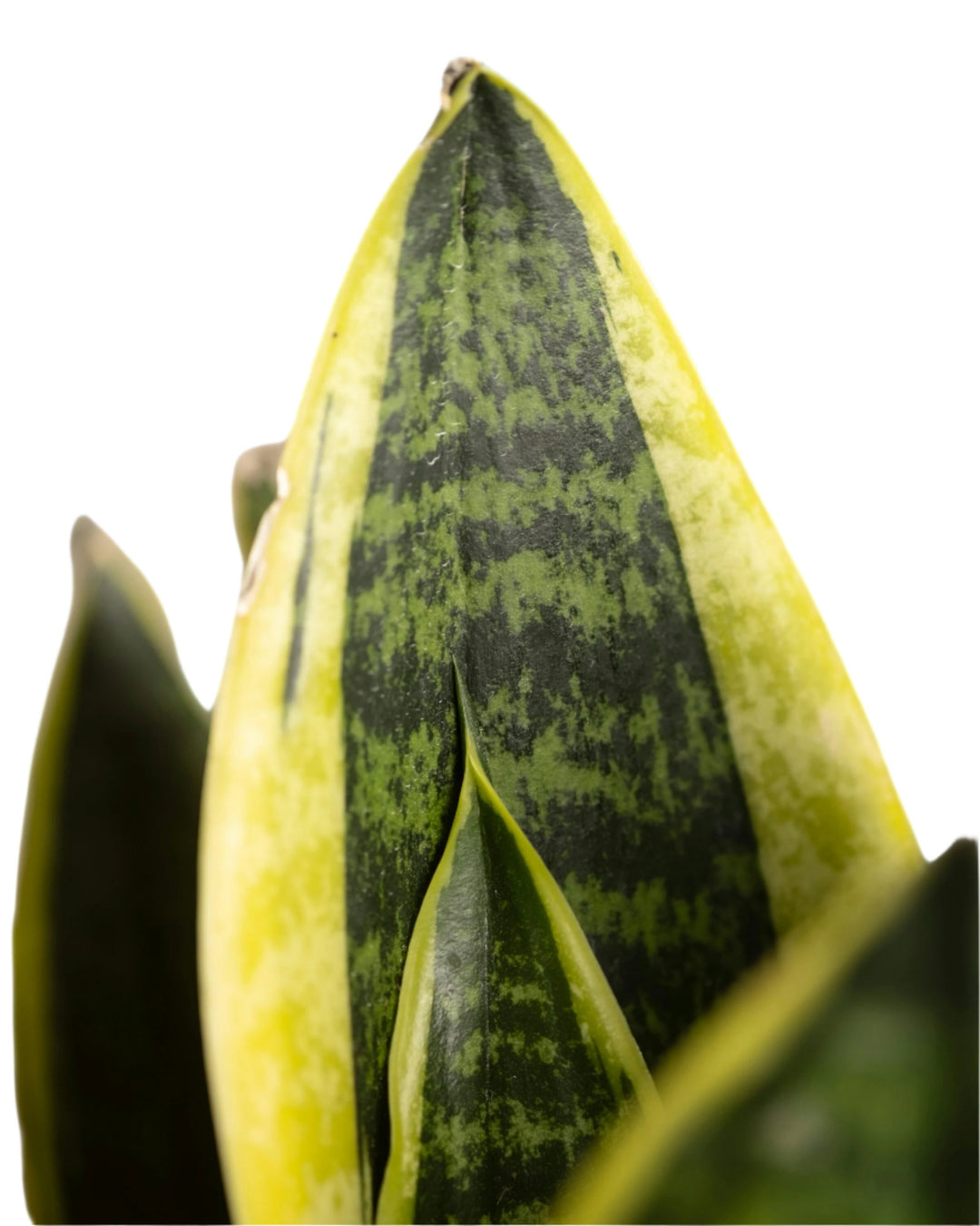 Sansevieria Superba