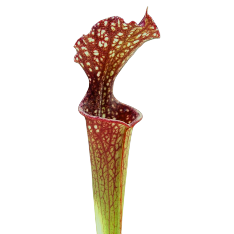Trompetbekerplant (Farnhamii)