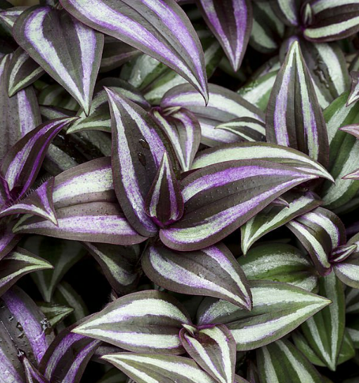 Tradescantia Zebrina Purpusii (Hangpot)