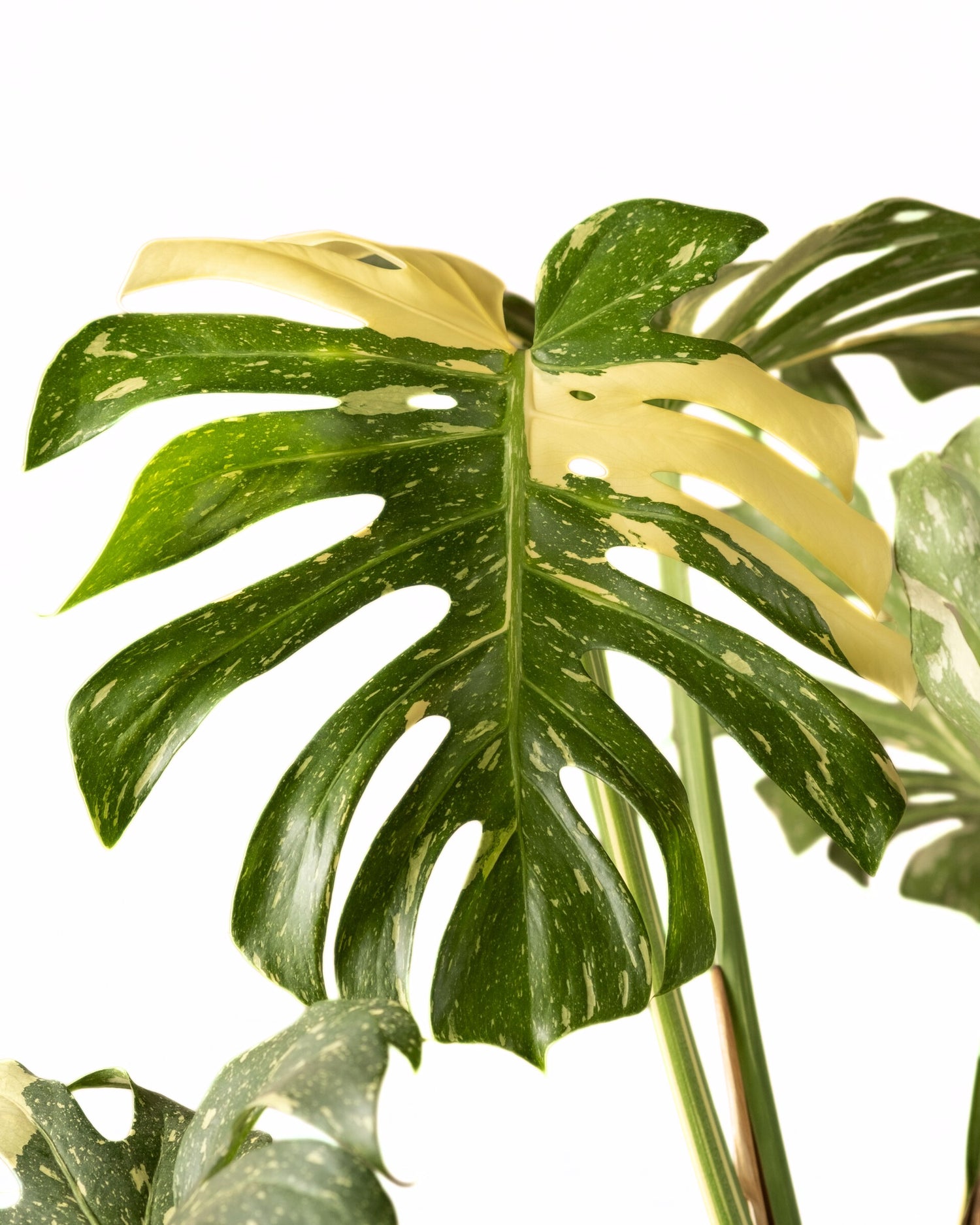 Monstera Thai Constellation