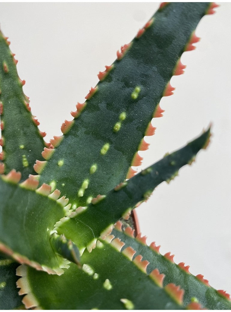 Aloe Jurassic Chameleon