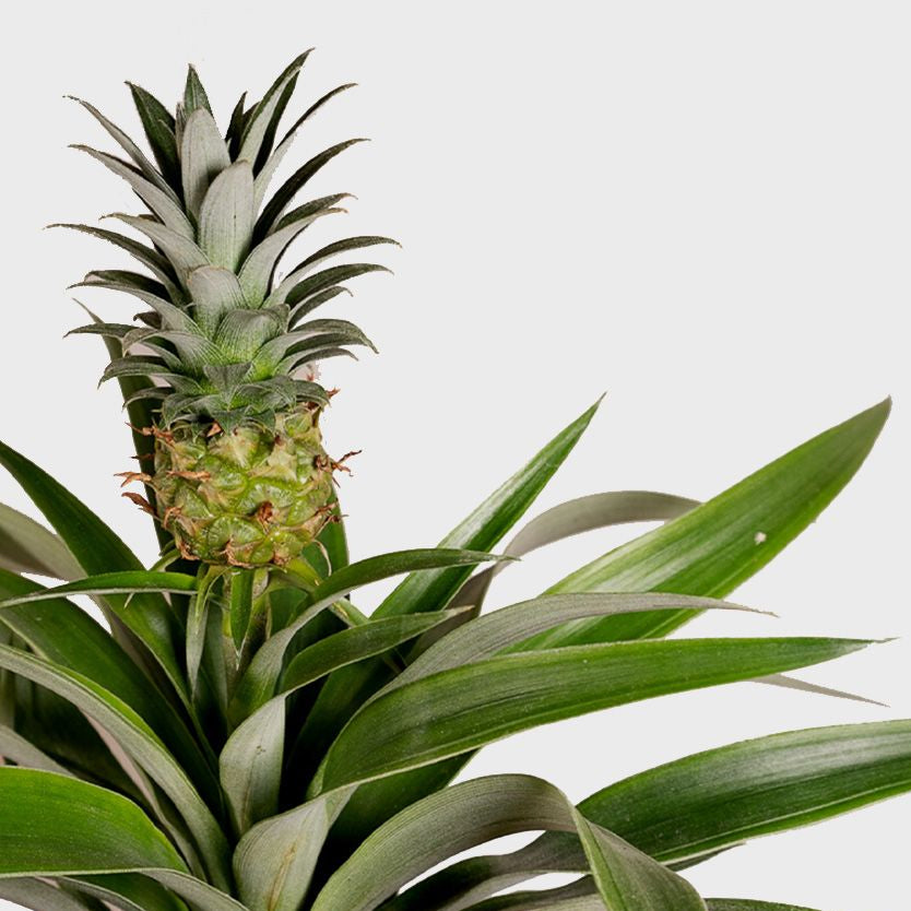 Ananasplant