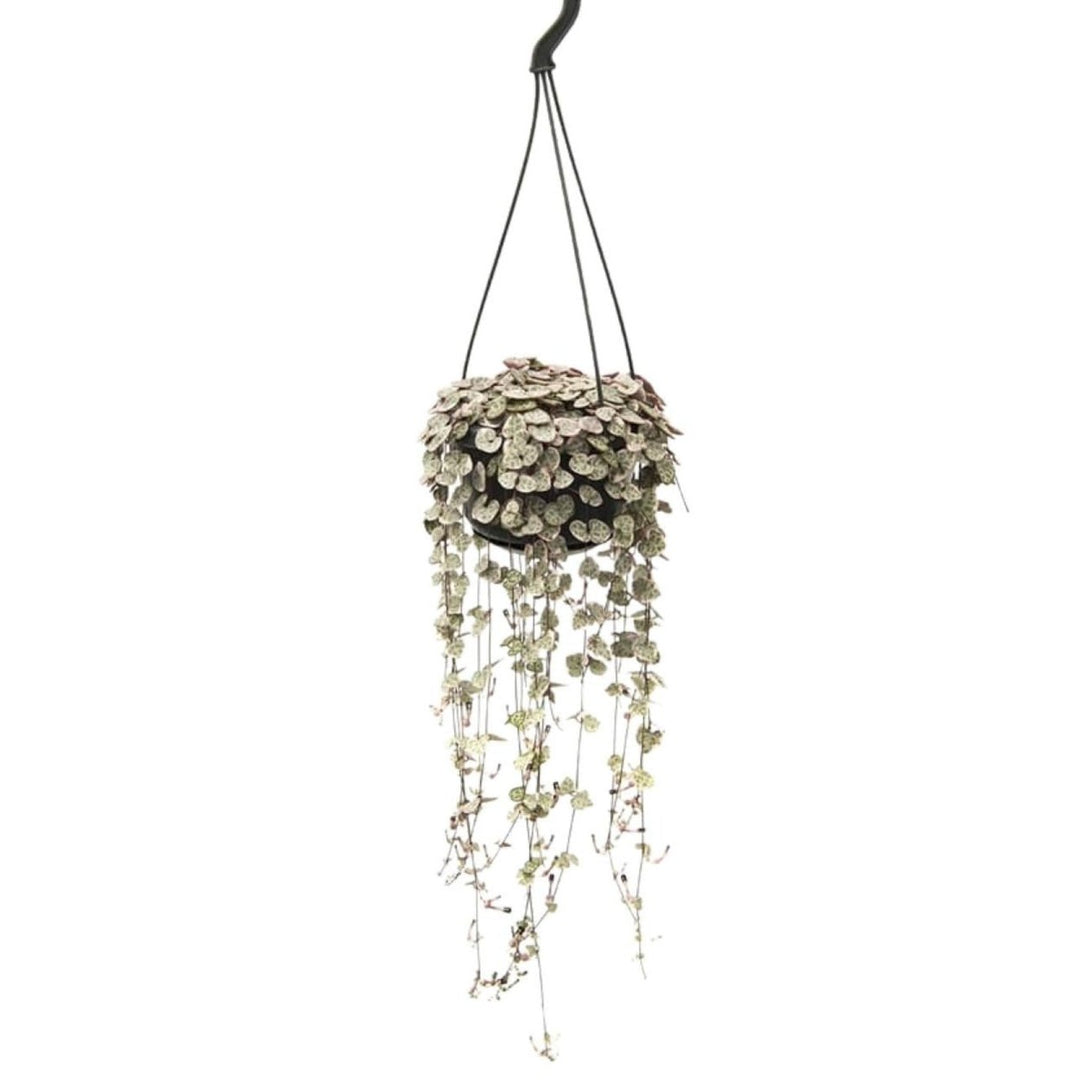 String of Hearts Variegata (Hangpot)