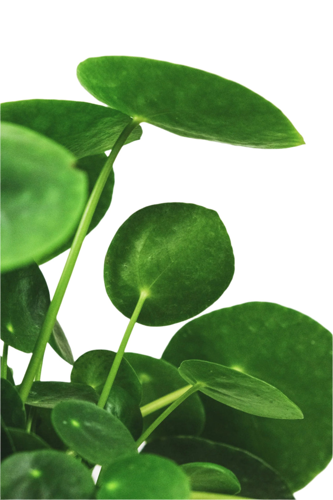 Pannenkoekplant