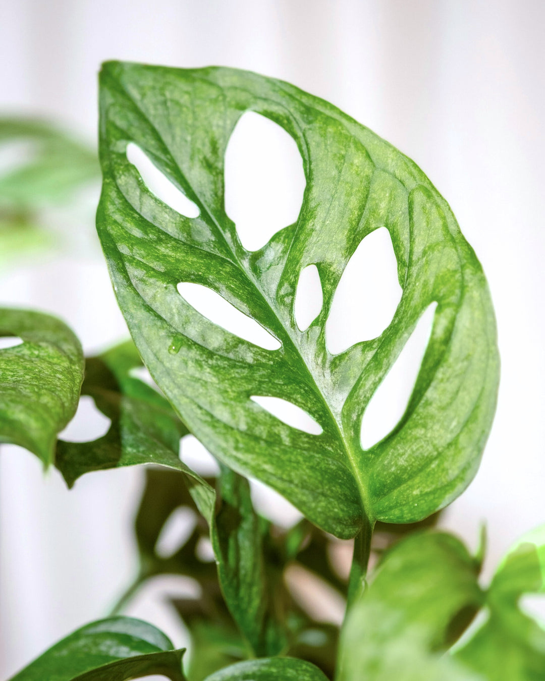 Monstera Monkey Leaf (S)