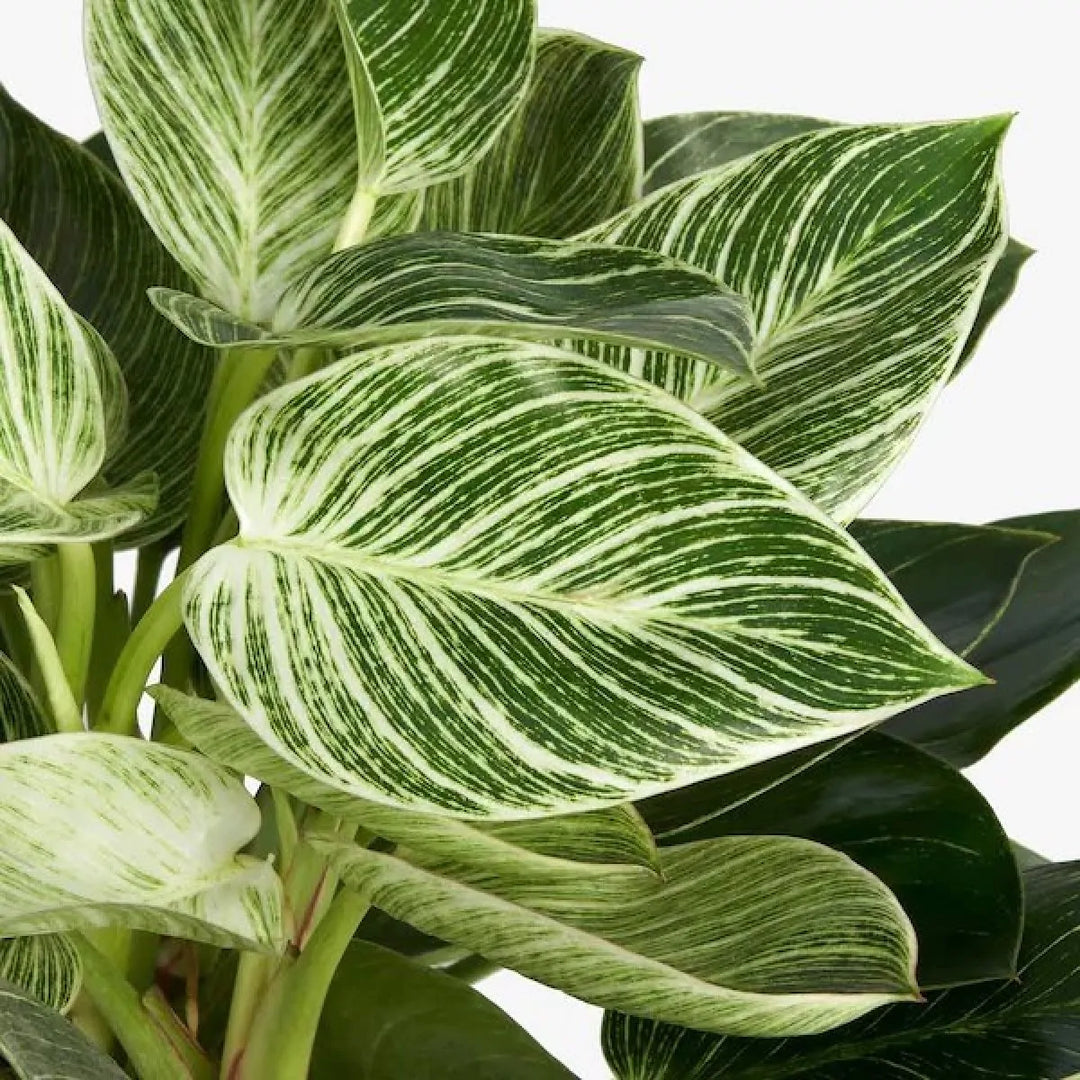 Philodendron White Wave (Birkin)