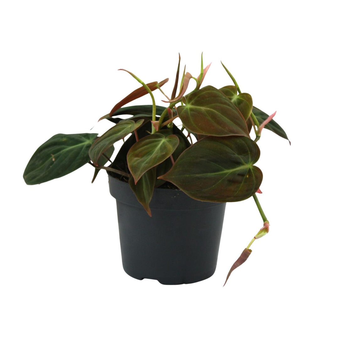 Philodendron Scandens Micans