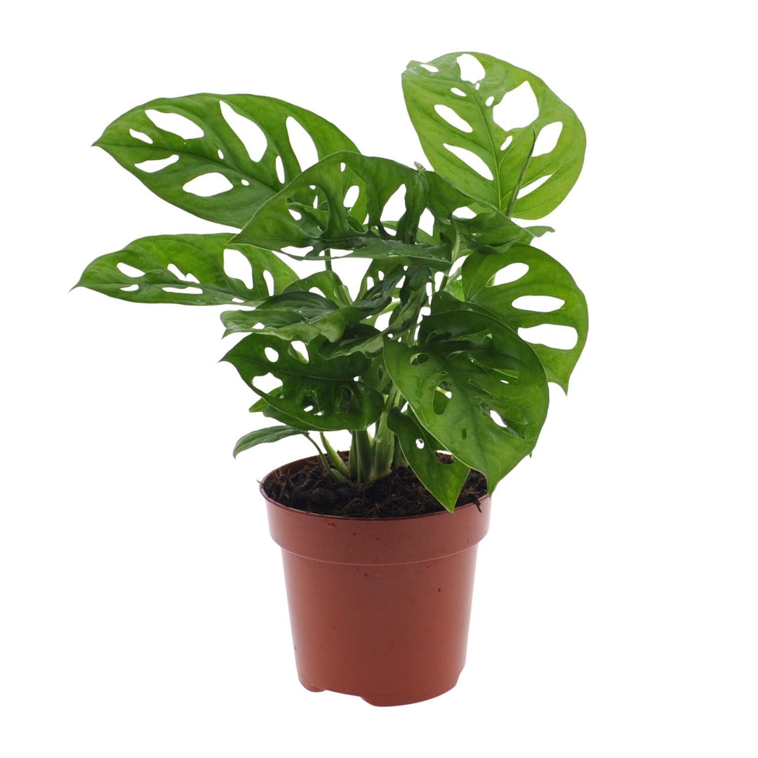 Monstera Monkey Leaf (S)