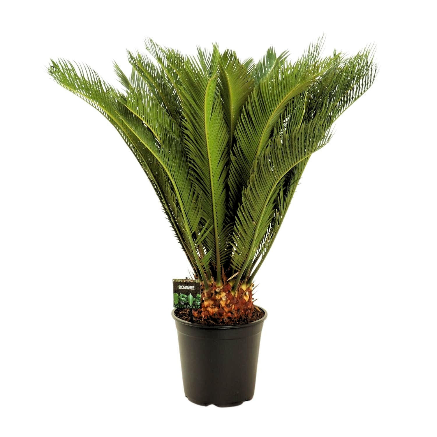 Cycas Revoluta