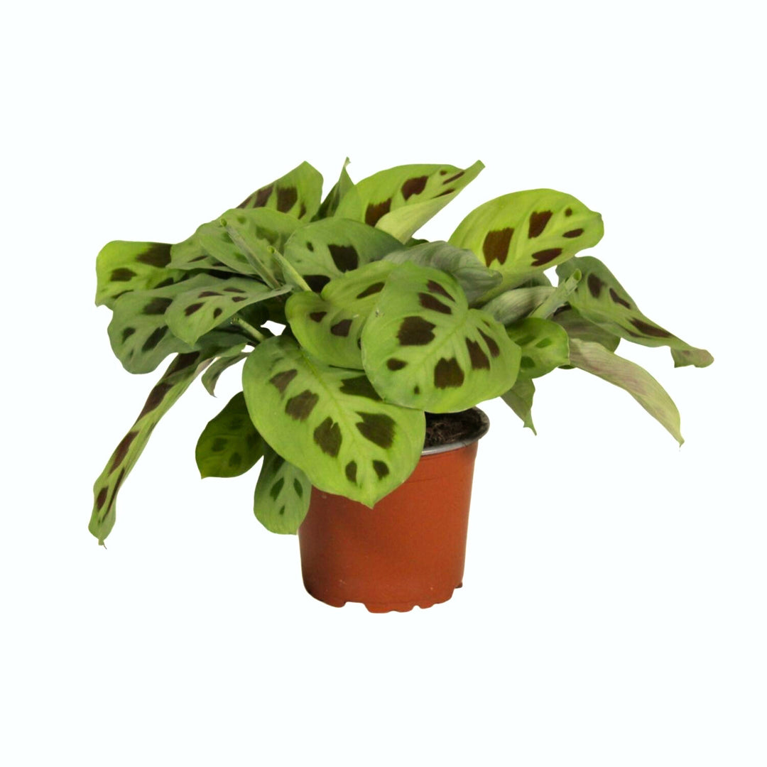 Maranta Kerchoveana