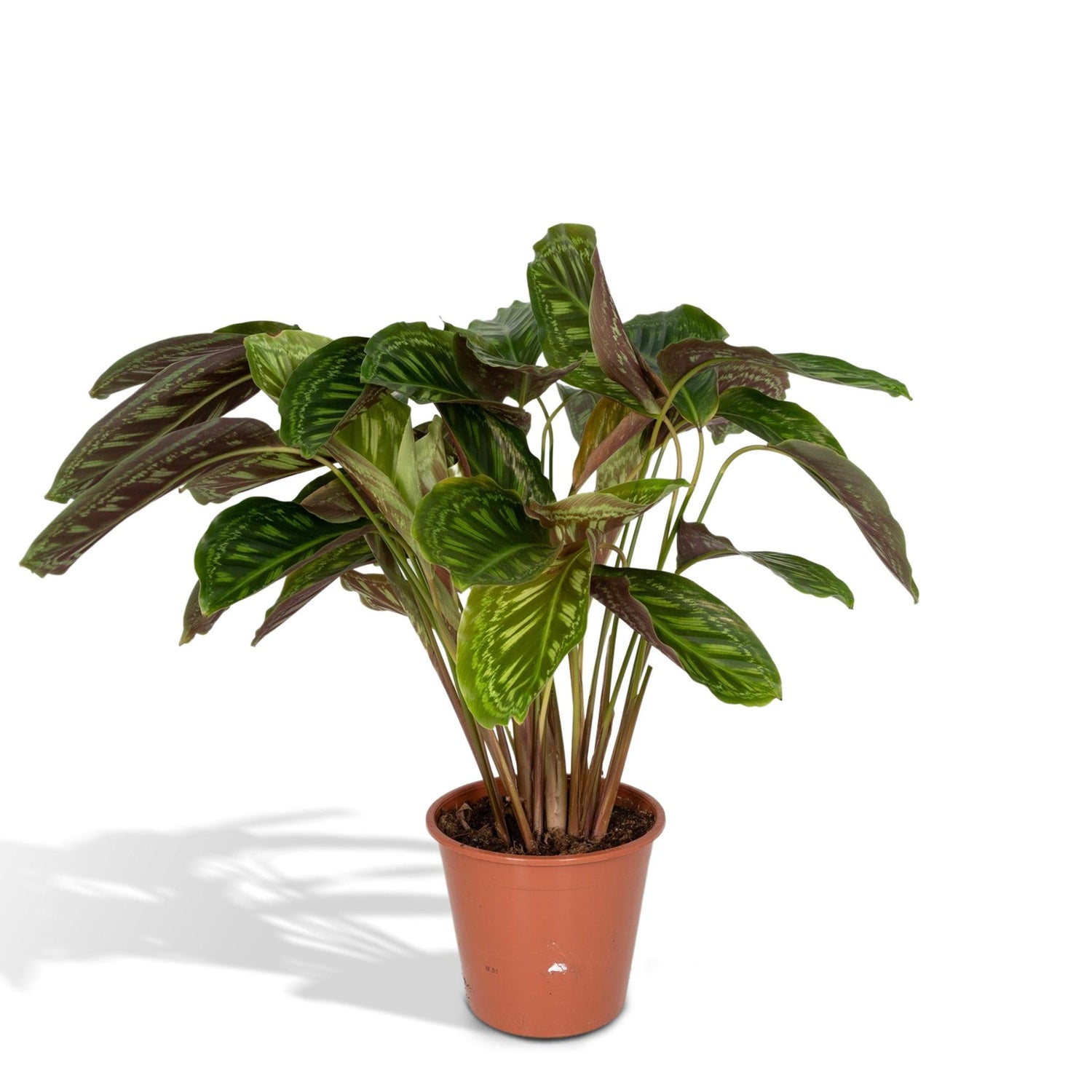 Calathea Flamestar