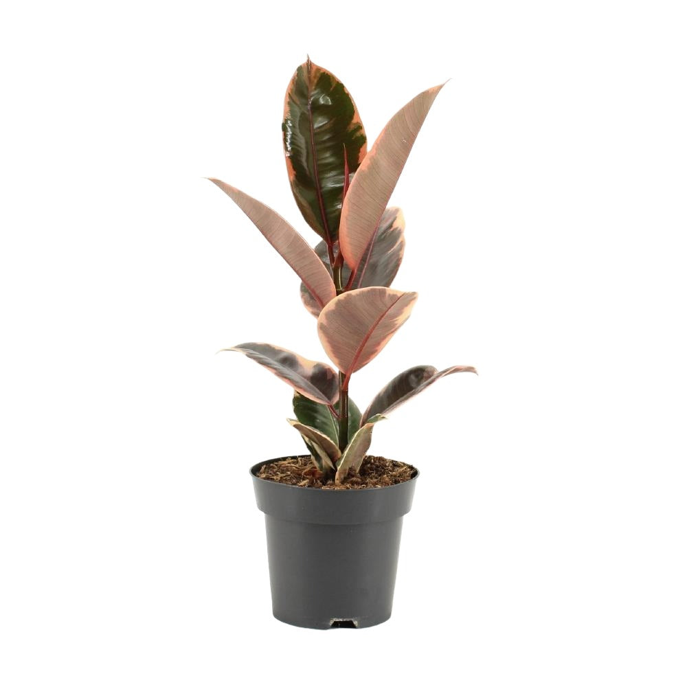 Ficus Elastica Belize