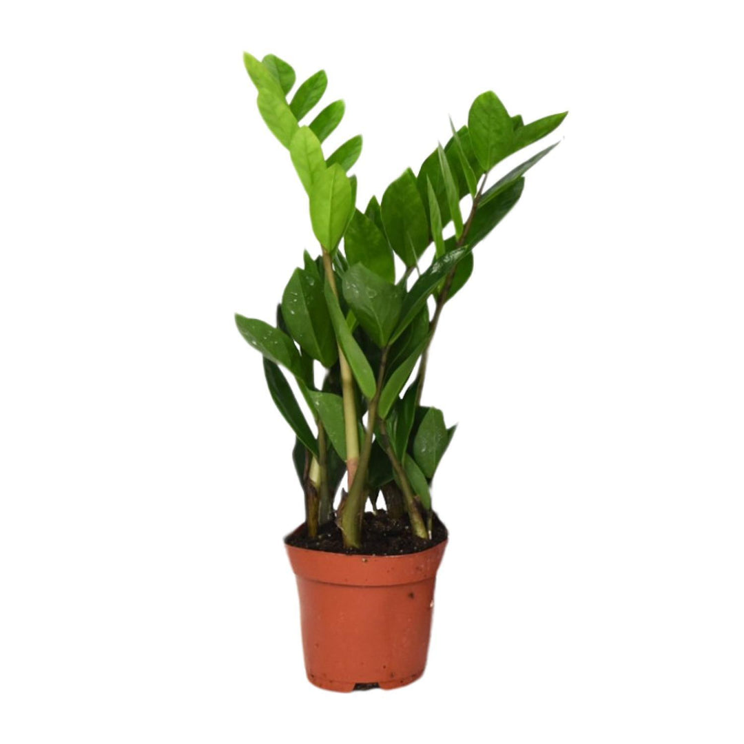 Zamioculcas Zamiifolia (S)