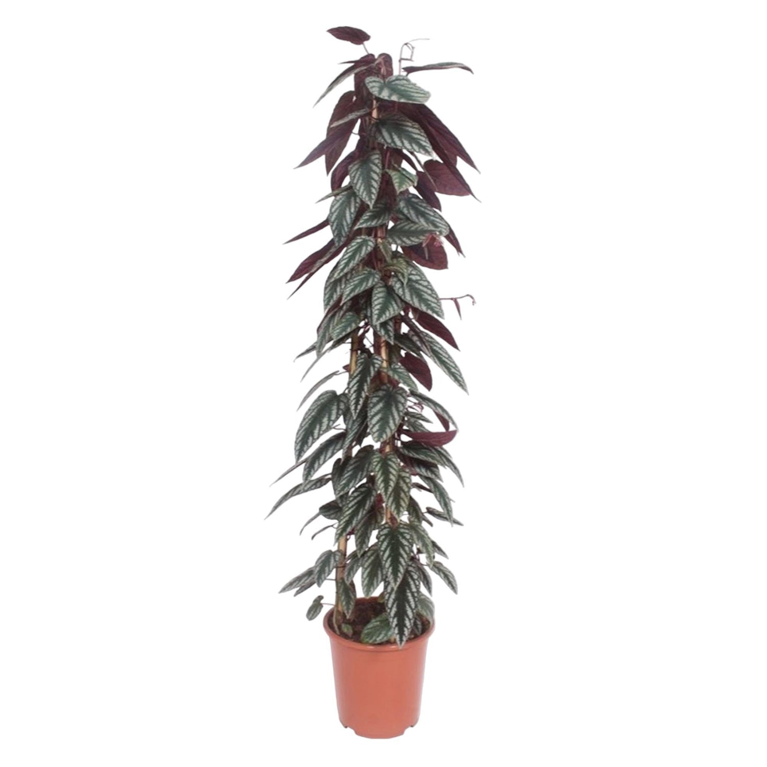 Cissus Discolor Pyramide