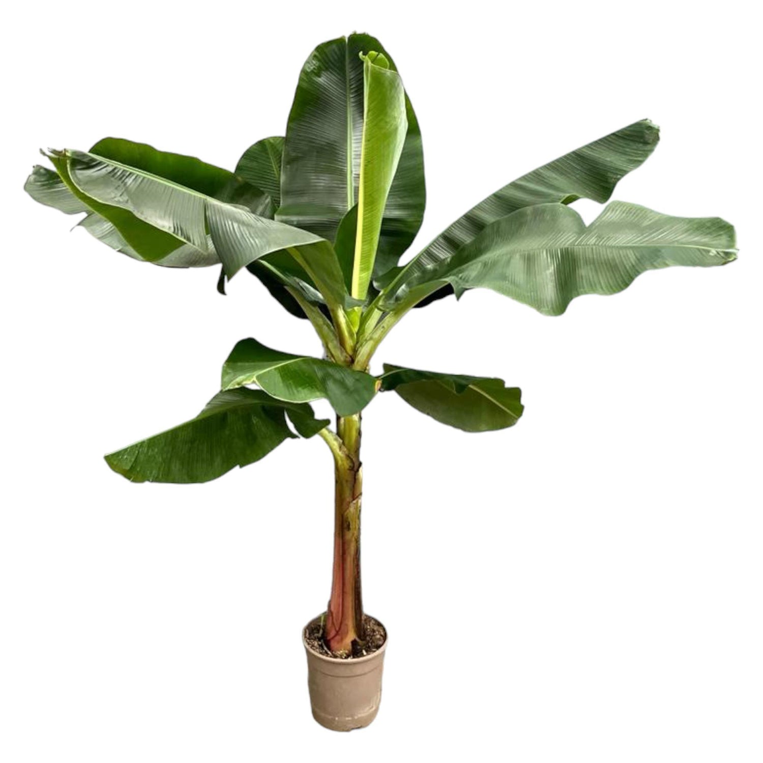 Musa (Bananenplant) (XXL)
