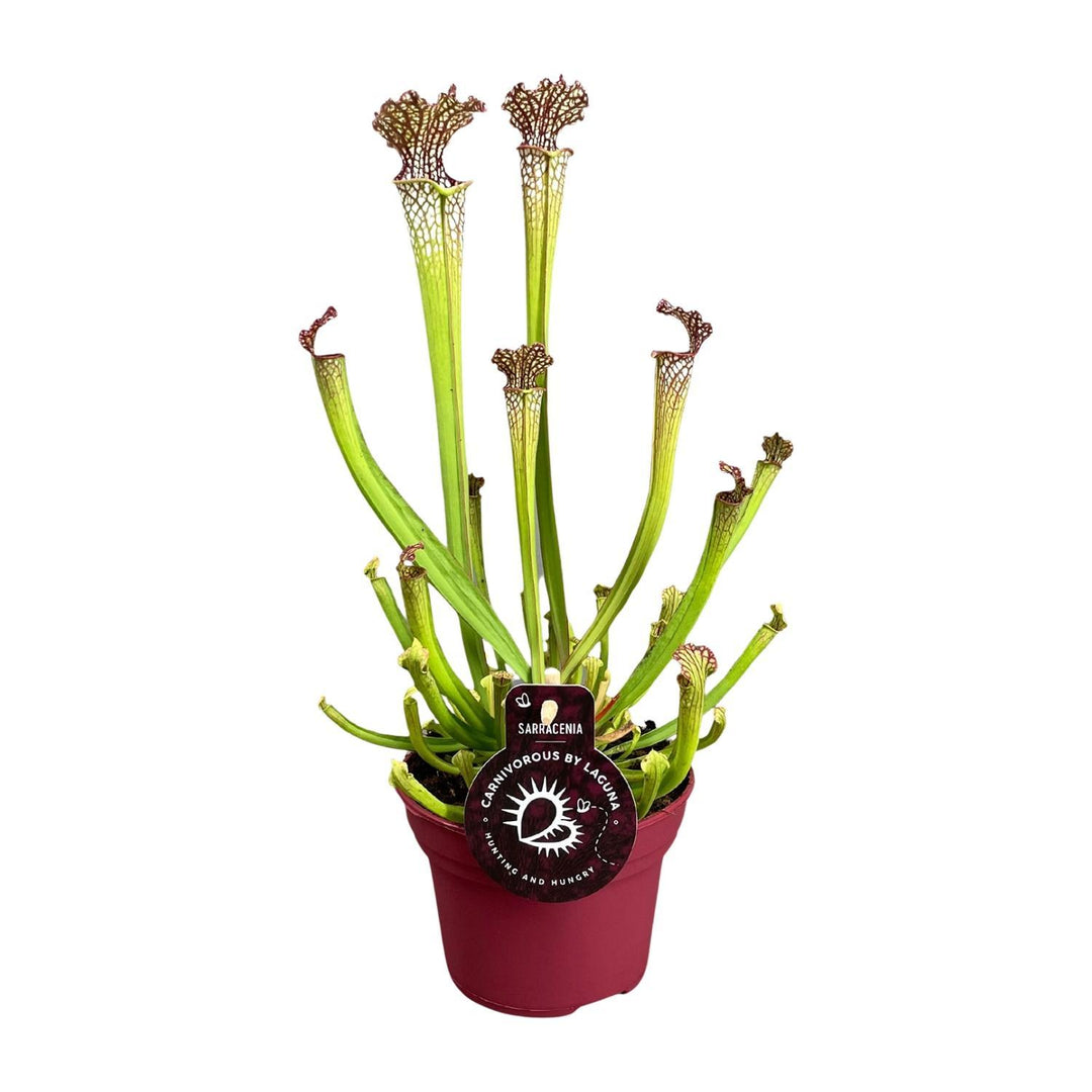 Trompetbekerplant (Farnhamii)