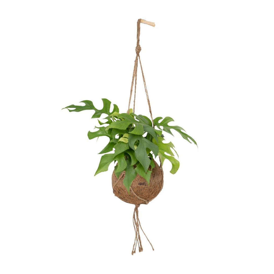 Monstera Minima (Kokodama hangpot)