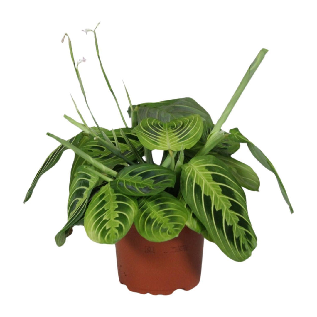 Maranta Fascinator Lemon Lime