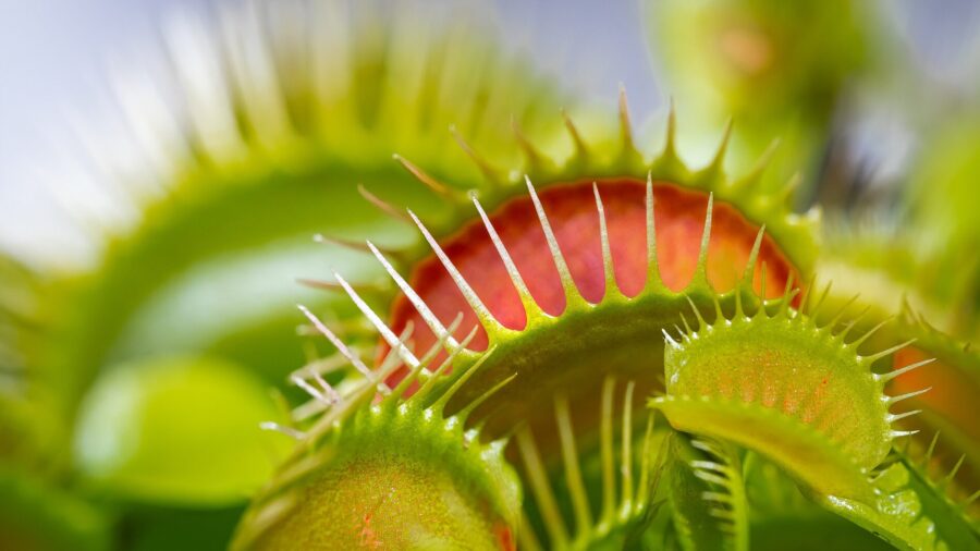Dionaea Muscipula (Venus Vliegenvanger)